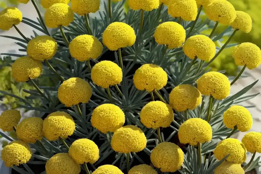 Curry plant (helichrysum italicum)