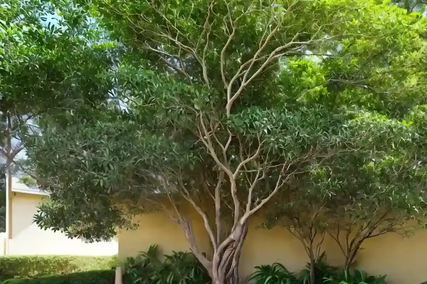 Curry tree (murraya koenigii) — photo 2
