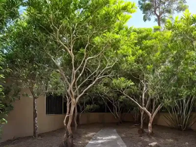 Curry Tree (Murraya Koenigii)