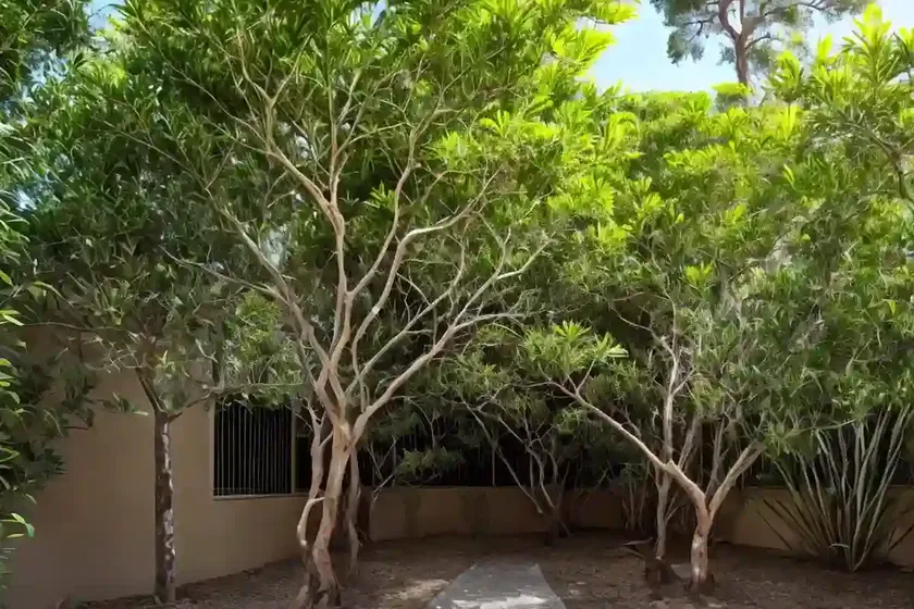 Curry tree (murraya koenigii)