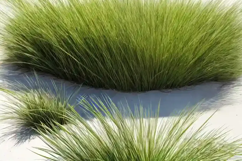 Curved sea hard grass (parapholis incurva) — photo 2