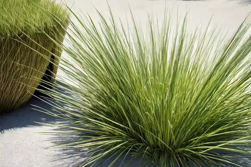 Curved sea hard grass (parapholis incurva) — photo 3