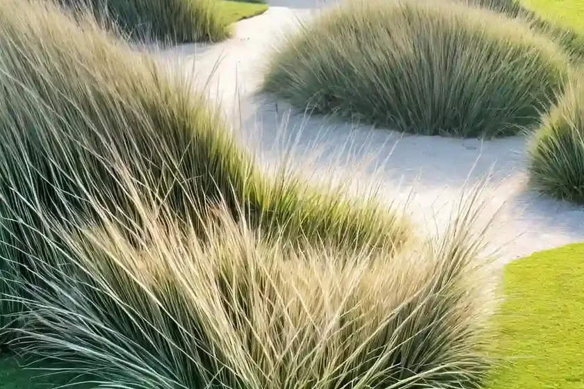 Curved sea hard grass (parapholis incurva)