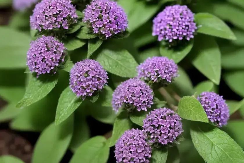 Cutleaf Selfheal (Prunella Laciniata) — photo 2