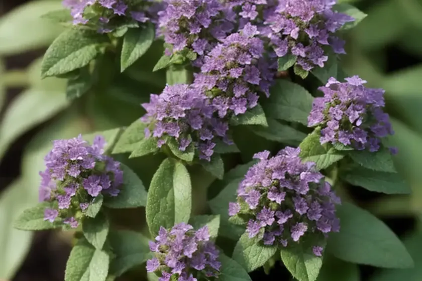 Cutleaf Selfheal (Prunella Laciniata) — photo 3