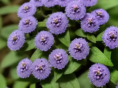 Cutleaf Selfheal (Prunella Laciniata)