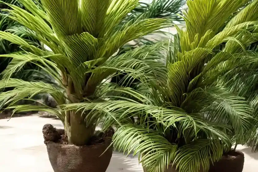 Cycad (cycas rumphii) — photo 2
