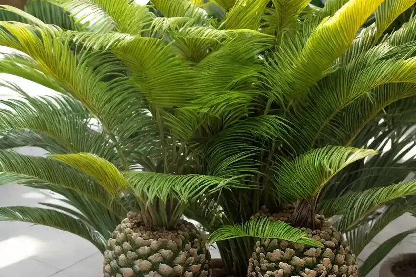Cycad (dioon edule) — photo 3