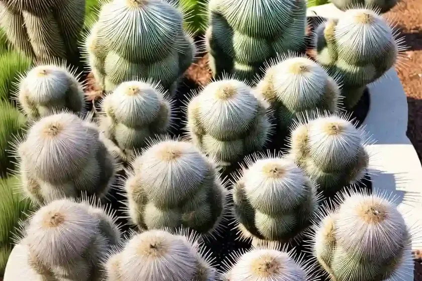 Cylindropuntia echinocarpa (silver cholla) — photo 3