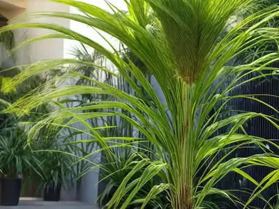 Cymbopogon Nardus (Citronella) (Cymbopogon Nardus)