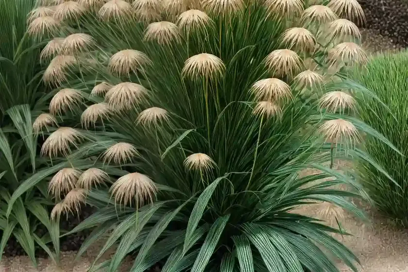 Cyperus haspan (dwarf papyrus) — photo 3