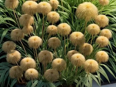 Cyperus Haspan (Dwarf Papyrus)