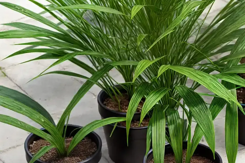 Cyperus involucratus ‘baby tut’ (umbrella plant) — photo 3