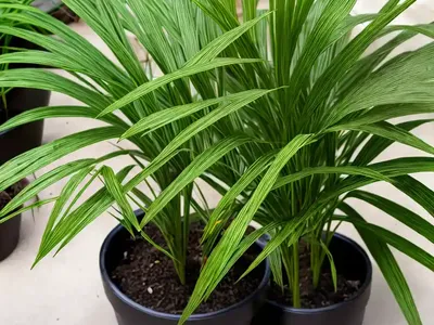 Cyperus Involucratus ‘Baby Tut’ (Umbrella Plant)