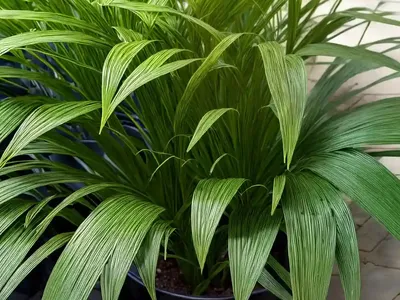 Cyperus Involucratus (Umbrella Plant)