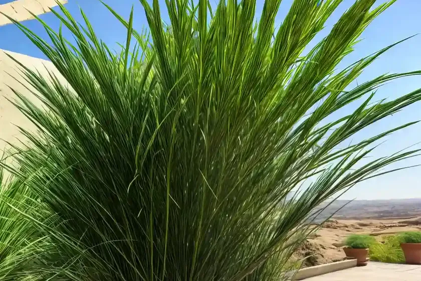 Cyperus papyrus ‘king tut’ (papyrus) — photo 3