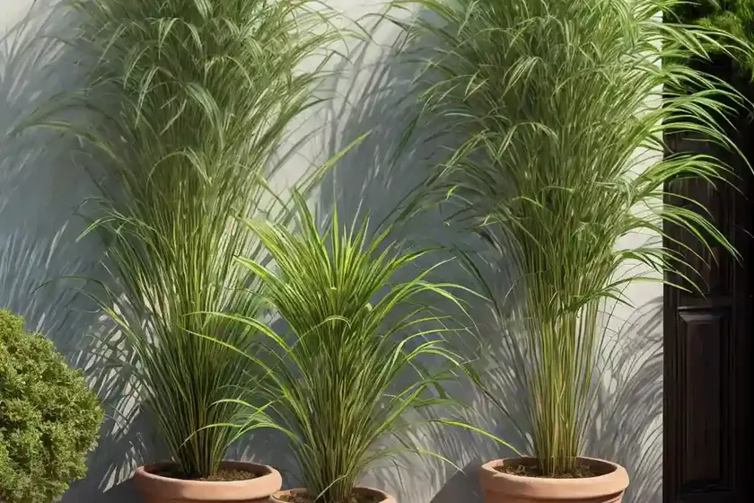 Cyperus Papyrus (Papyrus) — photo 2