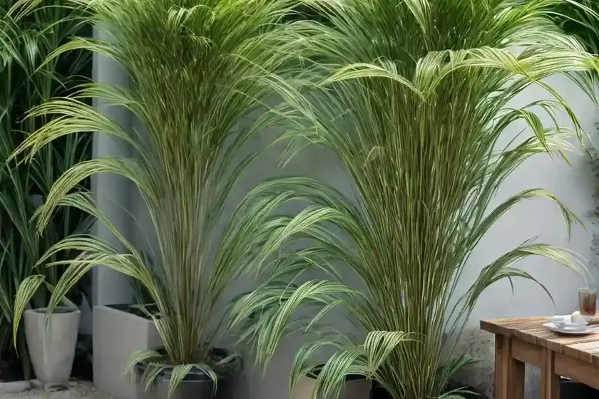 Cyperus Papyrus (Papyrus) — photo 3