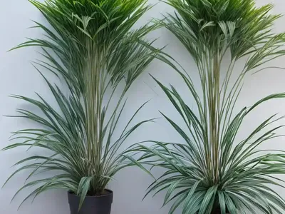 Cyperus Papyrus (Papyrus)