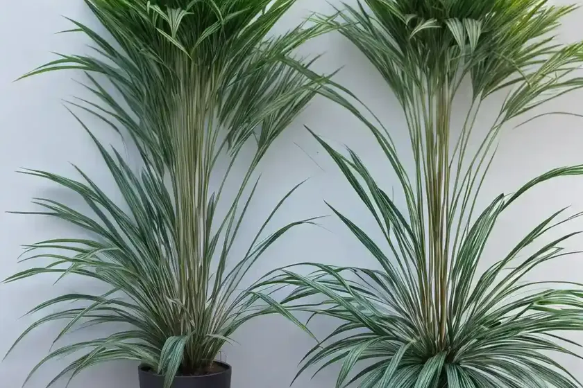 Cyperus Papyrus (Papyrus)