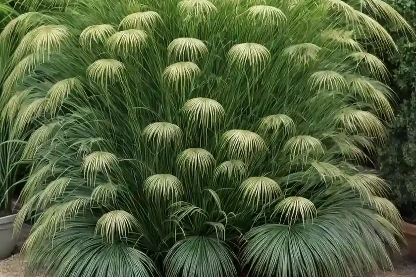Cyperus papyrus ‘prince tut’ (papyrus) — photo 2