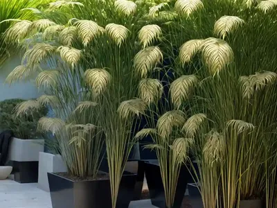 Cyperus Papyrus ‘Prince Tut’ (Papyrus)