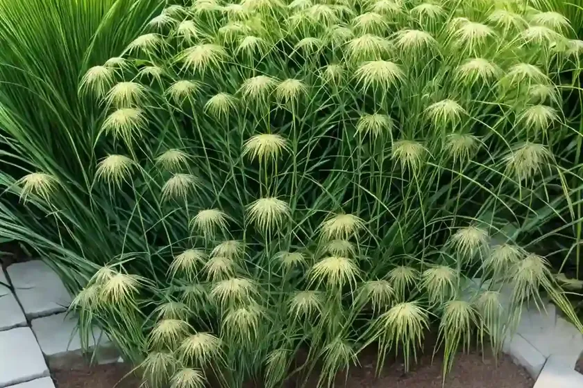Cyperus plants (cyperus alternifolius) — photo 2