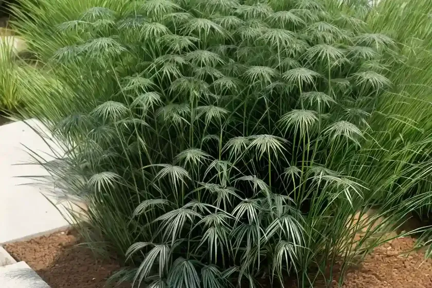 Cyperus plants (cyperus alternifolius) — photo 3