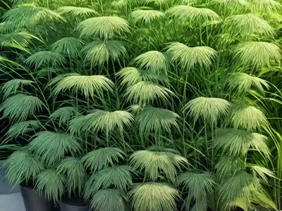 Cyperus Plants (Cyperus Alternifolius)
