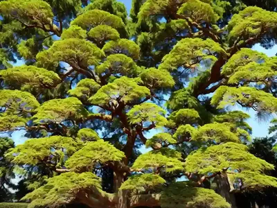 Cypress (Taxodium ‘Zhongshansa’ NANJING BEAUTY)