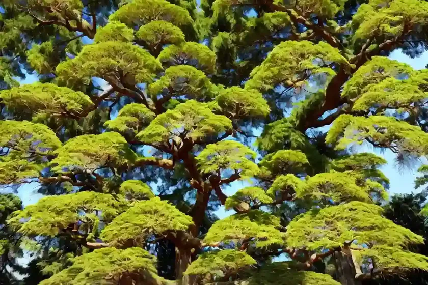 Cypress (taxodium ‘zhongshansa’ nanjing beauty)