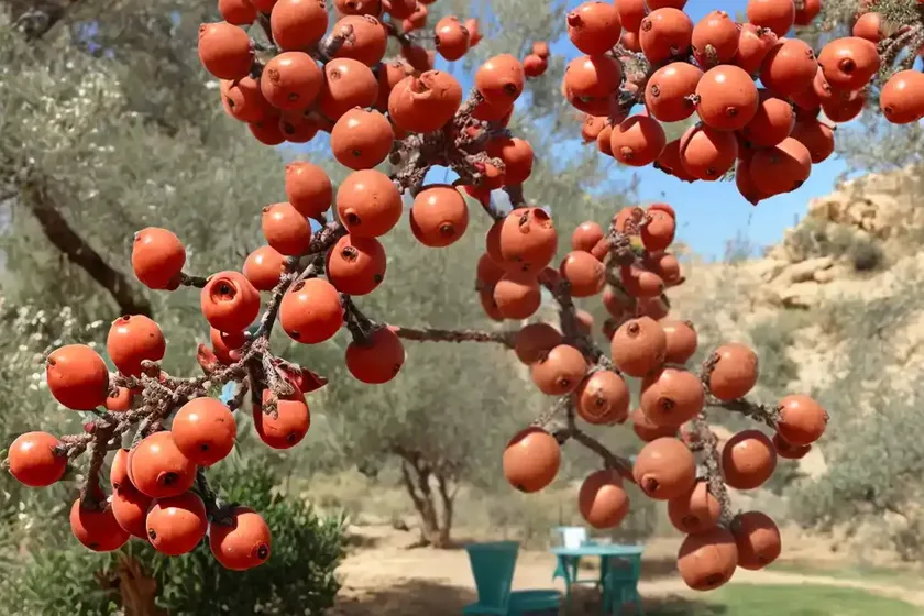Cyprus turpentine (pistacia terebinthus) — photo 3