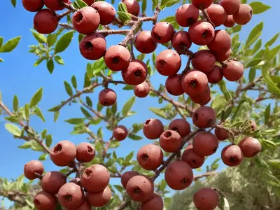 Cyprus Turpentine (Pistacia Terebinthus)
