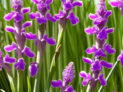 Dactylorhiza Elata (Robust Marsh Orchid)