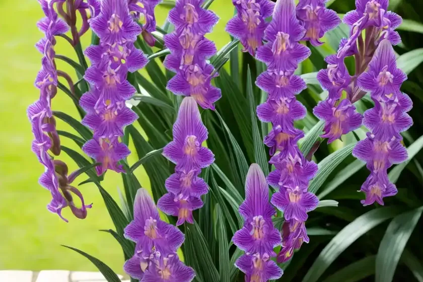 Dactylorhiza foliosa (madeira orchid) — photo 2