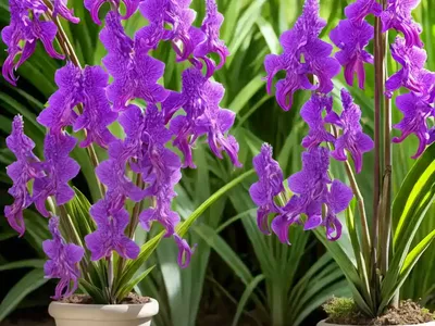Dactylorhiza Foliosa (Madeira Orchid)