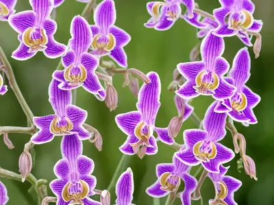 Dactylorhiza Maculata (Heath Spotted Orchid)
