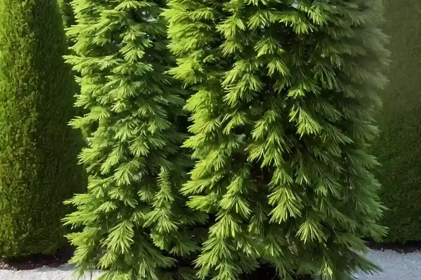 Dahurian larch (larix gmelinii) — photo 2