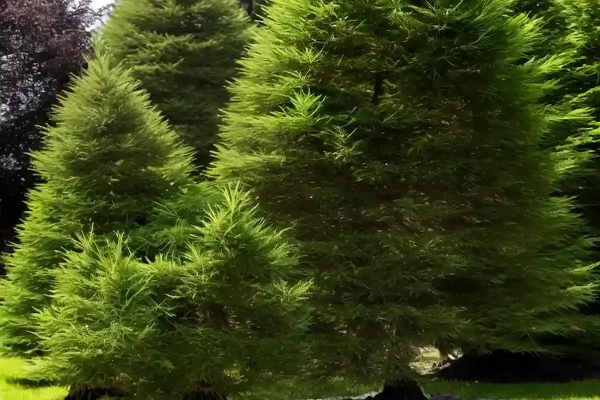 Dahurian larch (larix gmelinii) — photo 3