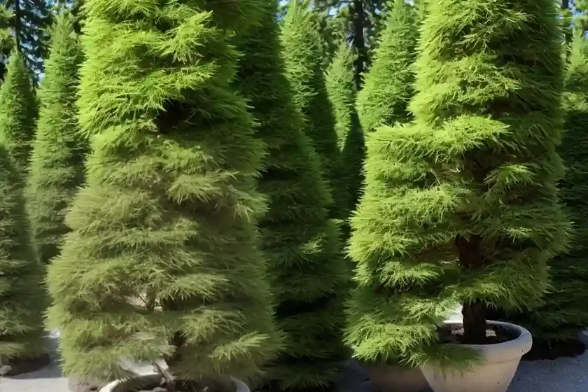 Dahurian larch (larix gmelinii var. olgensis) — photo 2