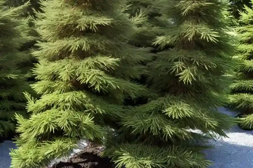 Dahurian larch (larix gmelinii var. principis-rupprechtii) — photo 3
