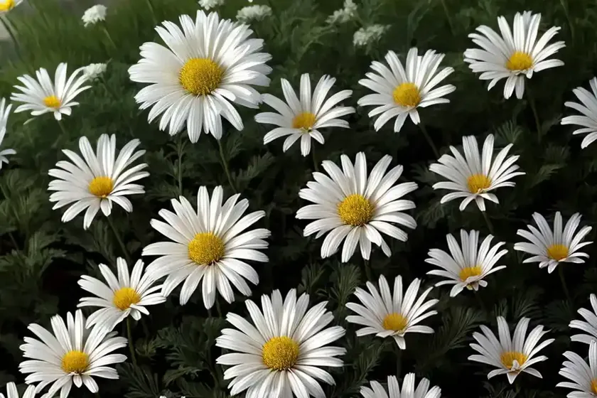 Daisy-chrysanthemum (leucanthemum maximum) — photo 2