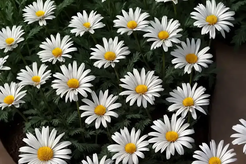 Daisy-chrysanthemum (leucanthemum maximum) — photo 3