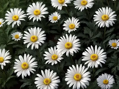 Daisy-chrysanthemum (Leucanthemum Maximum)