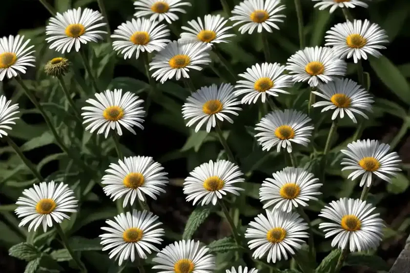 Daisy fleabane (erigeron ‘dunkelste aller’ darkest of all) — photo 2