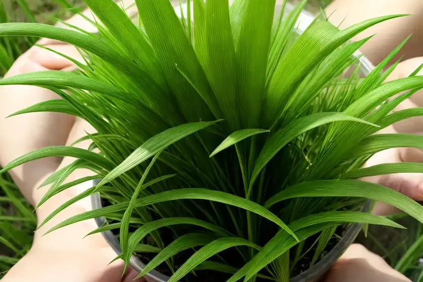 Dallisgrass (paspalum dilatatum) — photo 2