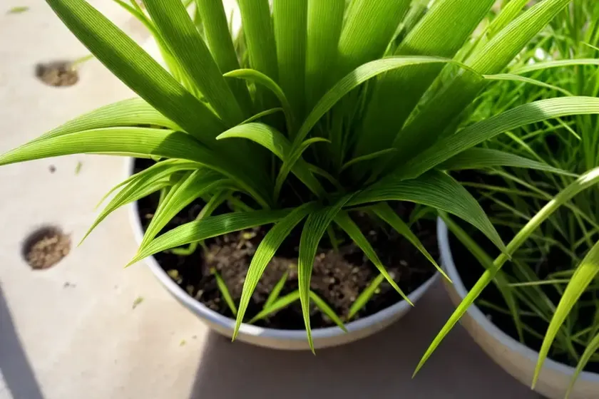 Dallisgrass (paspalum dilatatum) — photo 3