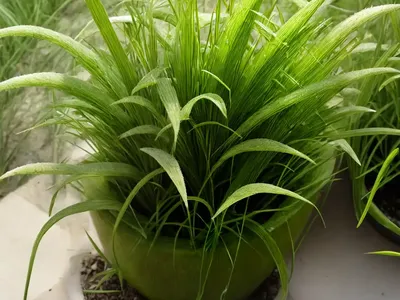 Dallisgrass (Paspalum Dilatatum)