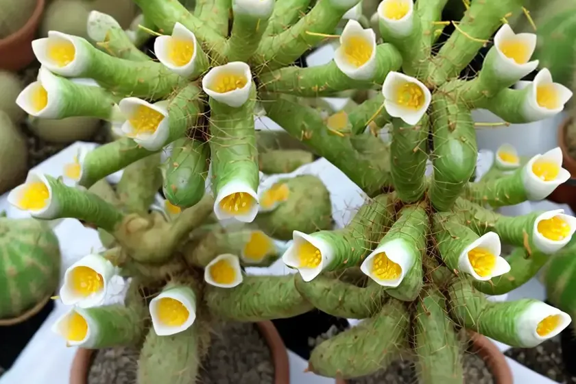 Dancing bones cactus (hatiora salicornioides) — photo 3