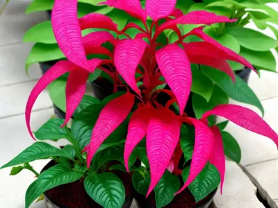 Dancing Dolphin Plant (Columnea Hirta)